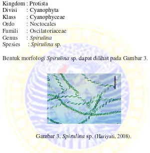 Gambar 3. Spirulina sp. (Hariyati, 2008). 