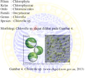 Gambar 4. Chlorella sp. (www.rbgsyd.nsw.gov.au, 2013) 