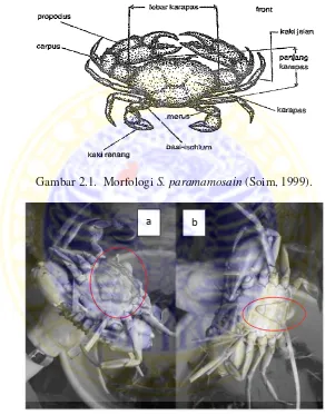 Gambar 2.1.  Morfologi S. paramamosain (Soim, 1999). 
