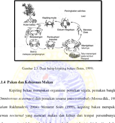 Gambar 2.3. Daur hidup kepiting bakau (Soim, 1999). 
