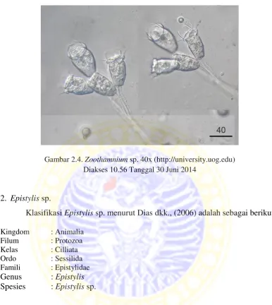 Gambar 2.4. Zoothamnium sp. 40x (http://university.uog.edu) 