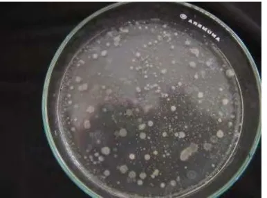 Gambar 6. Koloni Bakteri yang Tumbuh di Media Nutrient CMC Agar 