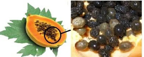 Gambar 2.4  Morfologi buah dan biji pepaya. Sumber: Milind and Gurditta 