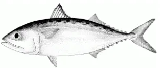 Gambar 2. Morfologi ikan kembung (Rastrelliger brachysoma) (Sumber: FAO, 2013) 
