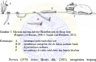 Gambar 3. Macam-macam habitat Holothurians di dasar laut (Ruppert  Barnes, 1996 Smilek and Hembree, 2012)