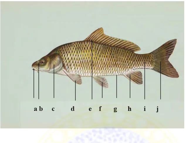 Gambar 2.1. Morfologi ikan koi (Cyprinus carpio) (Chumcal, 2002).  