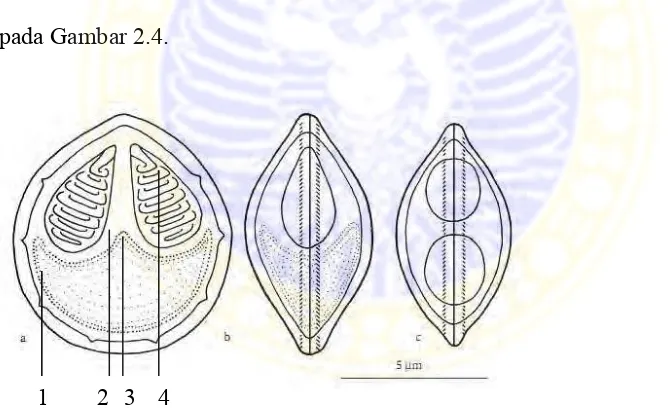 Gambar 2.2. Myxobolus pada fase spora (Özak (2010). 