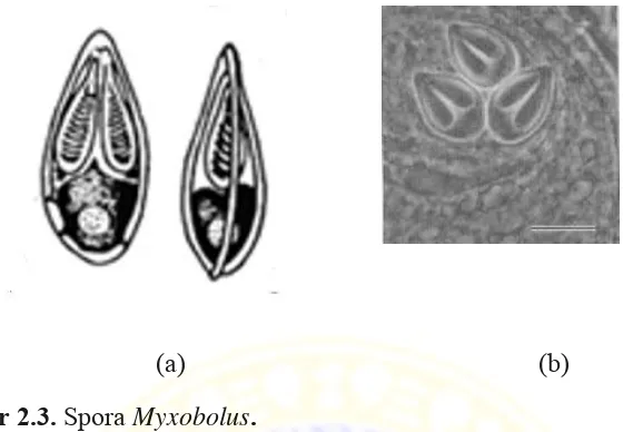 Gambar 2.3. Spora Myxobolus. 