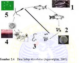 Gambar 2.4.   Daur hidup Myxobolus (Aquavetplan, 2005). 