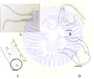 Gambar 5.2  Cacing Tubifex.  