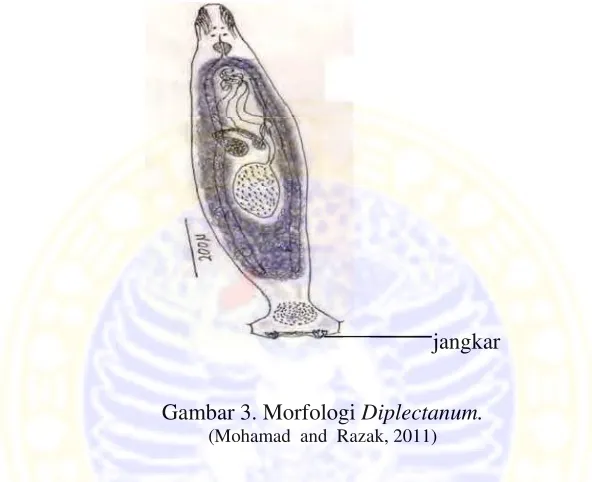 Gambar 33. Morfolog
