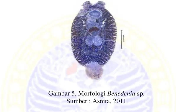 Gambar 55. Morfolog