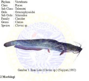 Gambar 1. Ikan Lele (Clarias sp.) (Najiyati,1992)