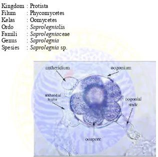 Gambar 3. Saprolegnia sp. (Hutchison and Barron, 1997)