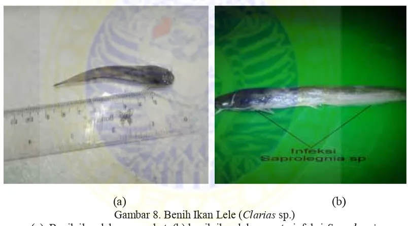 Gambar 8. Benih Ikan Lele (Clarias(a) Benih ikan lele yang sehat, (b) benih ikan lele yang terinfeksi sp.) Saprolegnia sp.