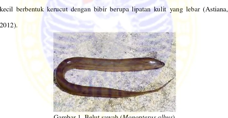 Gambar 1. Belut sawah (Monopterus albus) (http://nas.er.usgs.gov/fishes/accounts/synbranc/mo_albus.html) 
