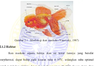 Gambar 2.1 : Morfologi ikan maskoki (Yanovsky, 1967)  