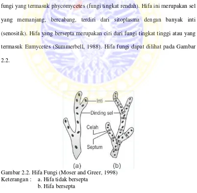 Gambar 2.2. Hifa Fungi (Moser and Greer, 1998) 