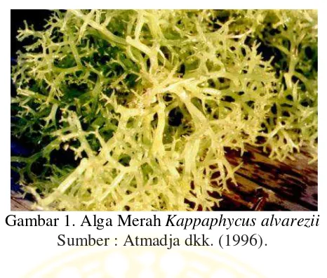 Gambar 1. Alga Merah   Kappaphycus alvarezii 