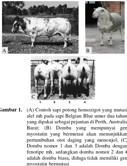 Gambar 1. (A) Contoh sapi potong homozigot yang mutasi 