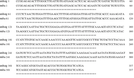 Gambar 2. Sekuens nukleotida gen myostatin dari kambing dan domba dari Mesir 
