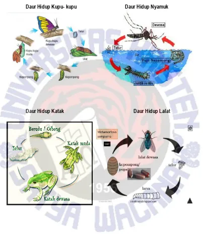Gambar Daur Hidup Hewan dengan Metamorfosis 