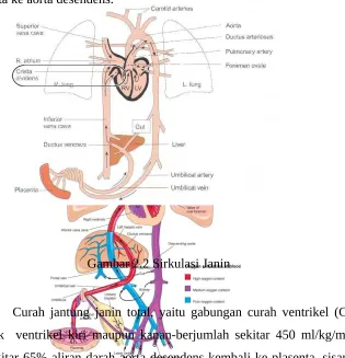 Gambar 2.2 Sirkulasi Janin
