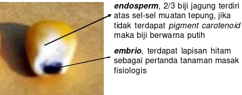 Gambar 1. Biji jagung, penciri kuning atau putih oleh terdapatnyakandungan pigment carotenoid (Sumber: Kartini 2013).