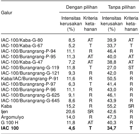 Gambar 4. Tingkat serangan ulat grayak pada daun varietasAnjasmoro dan galur harapan kedelai toleran ulat grayak(IAC 100/Kaba-G-80) di Pasuruan(Sumber: Koleksipribadi).