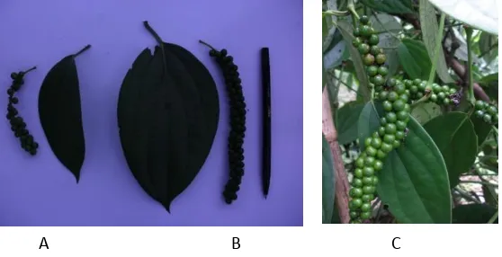 Gambar 1. Buah dan daun Petaling-1 (A), daun dan buah lada lokal (B), malai lada lokal (C)