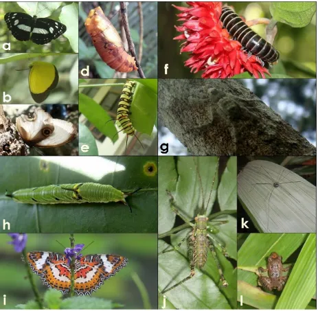 Gambar 7. Biodiversitas hewan yang terdapat pada hutan pembelajaran kampus dan hutan primer Cagar Alam 