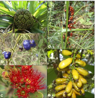 Gambar 6 . Jenis-jenis tumbuhan yang ditemukan pada hutan pembelajaran kampus Universitas Cenderawasih dan daerah penyangga Cagar Alam Pegunungan Cyclops
