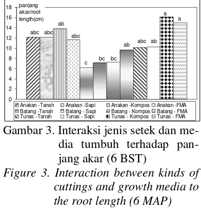 Gambar 3. Interaksi jenis setek dan me-