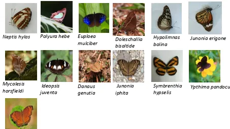 Gambar 3. Ordo famili Nymphalidae 