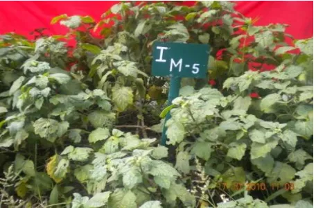 Gambar 2. Penampilan tanaman nilam aksesi I M-5 = TM2 umur lima BST. 