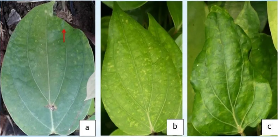 Gambar 1. Variasi gejala virus pada pembibitan lada di Sukabumi dan Purbalingga. a. Gejala klorotik, b