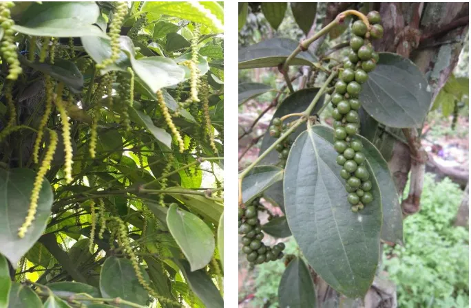 Gambar 3. Karakteristik pembungaan lada lokal Kalimantan Timur, malai keluar pada setiap titik tumbuh daun (kiri), dan karakteristik buah (kanan)