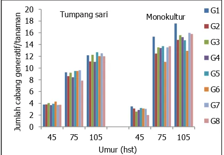 Gambar 4. (a) Rata-rata tinggi tanaman dan (b) lebar kanopi galur kapas (Kp) dan kacang hijau (Kc) pada sistem tumpang sari (T) dan monokultur (M)  