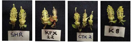Gambar 2. Struktur organ bunga jantan tiga aksesi yang memiliki karakter restorer sifat mandul jantan (KPX 22, SHR, dan CTX 2) dibandingkan dengan Kanesia 8  
