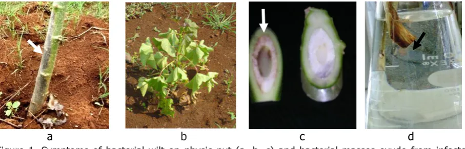 Figure 1. Symptoms of bacterial wilt on physic nut (a, b, c) and bacterial masses exude from infected 