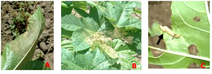Gambar 3. Larva S. litura pada daun jarak (A) dan gejala serangannya (B). Larva S. litura terparasit oleh Microplitis similis (C)