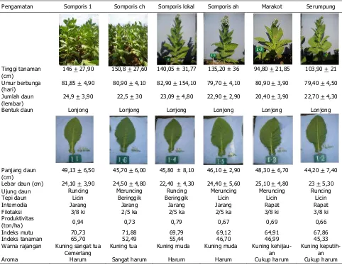 Tabel 1. Keragaan karakter morfologi dari enam kultivar tembakau rajangan lokal bondowoso