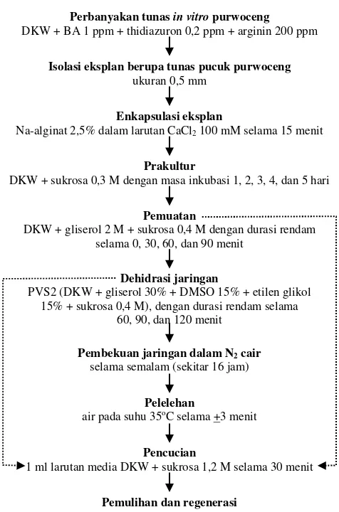 Gambar 1. Diagram alir percobaan kriopreservasi tunas purwo-ceng dengan teknik enkapsulasi-vitrifikasi