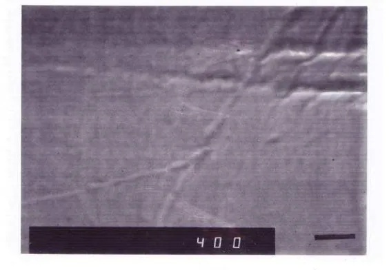 Gambar 4.2. Foto SEM Komposit PE dan serat kaca dengan penambahan xilena 