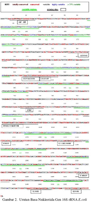 Gambar 2.  Urutan Basa Nukleotida Gen 16S rRNA E.coli                                            (Baker et al., 2003) 