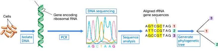 Gambar 3. Sekuensing Gen 16S rRNA dan Phylogeny  