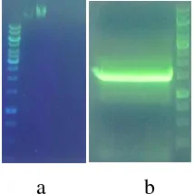 Gambar 6.   a. Elektroforesis DNA genomik bakteri dari isolat RZ-01  