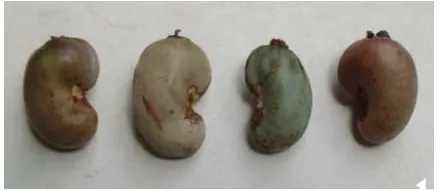 Gambar 2. Hasil pengelompokan berdasar karakter umum Figure 2.  Clustering cashew collection based on general characteristics 