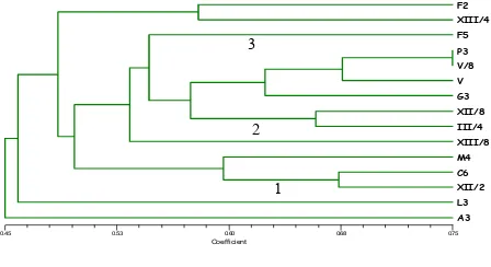 Gambar 5. Hasil pengelompokan berdasar semua karakter Figure 5.  Clustering cashew collection based on total characteristics 