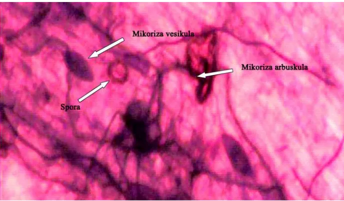 Gambar 3. Infeksi cendawan mikoriza arbuskula pada akar tanaman jagung di tanahInceptisols Tiga Binanga yang diberi pupuk NPK (Musfal 2008).
